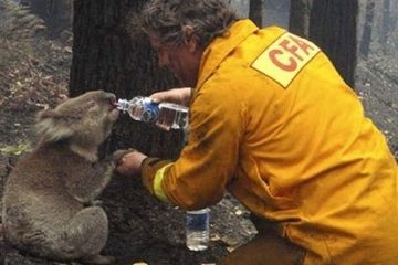 Water for Khoala in forest fire copy