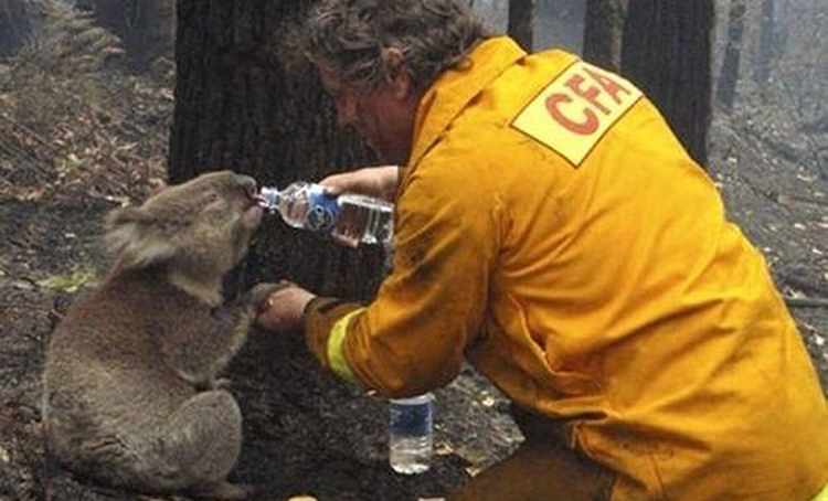 Water for Khoala in forest fire copy